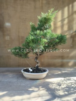 Bonsai juniperus| Bonsais Premium